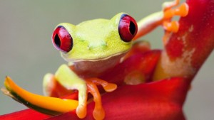 глаз лягушки red-eyed-tree-frog-amphibians-2787290-1920x1080