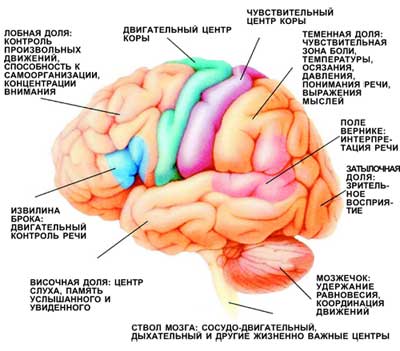 зоны мозга